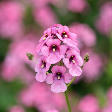 Mätäsdiana - Diascia personata