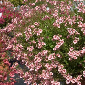 Amppelidiana - Diascia vigilis