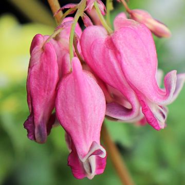 Pikkusydän Pink Diamonds