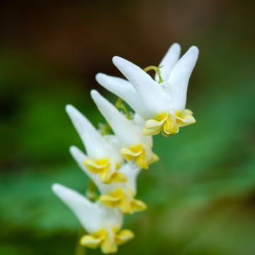 Keijunpikkusydän - Dicentra cucullaria