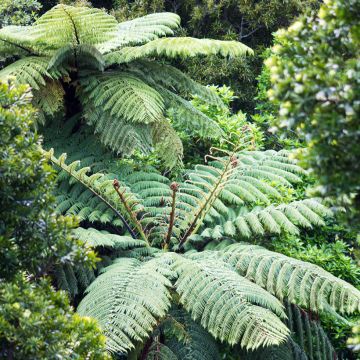Dicksonia squarrosa