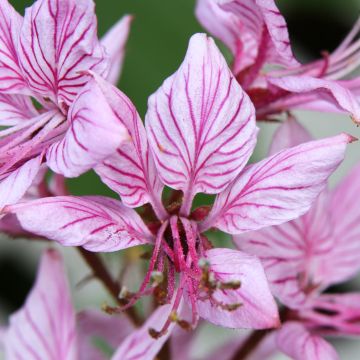 Dictamnus albus var. purpureus