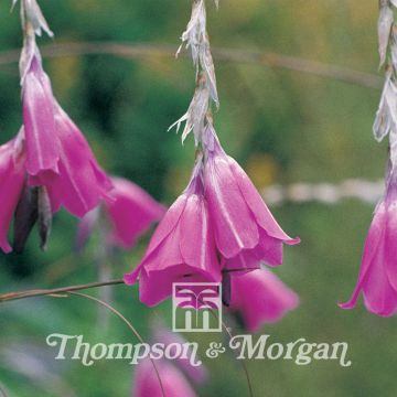 Enkelinkaario Slieve Donard Hybrids (siemenet)