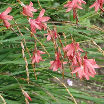 Kaario - Dierama igneum