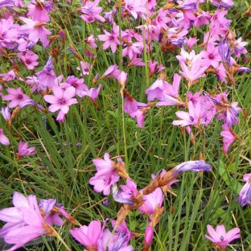 Kaario - Dierama trichorhizum