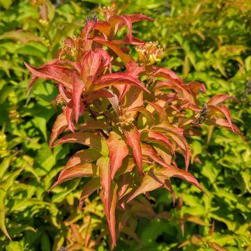 Lamovuohenkuusama Kodiak Orange