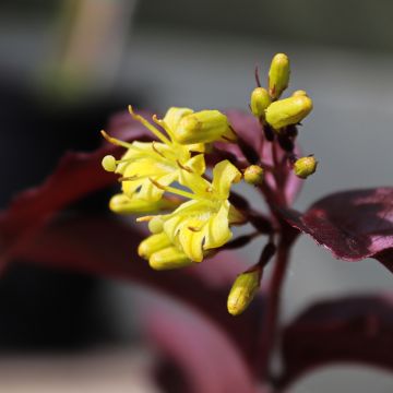 Isovuohenkuusama Troja Black