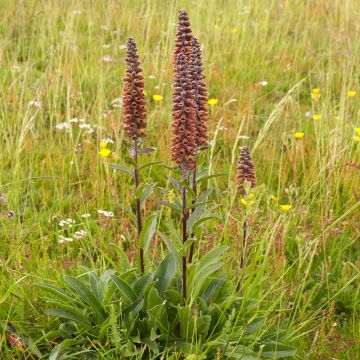 Tähkäsormustinkukka - Digitalis parviflora