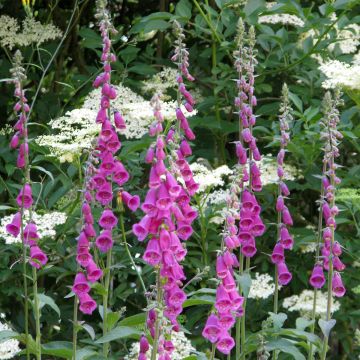 Rohtosormustinkukka (siemenet) - Digitalis purpurea