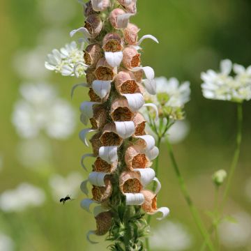 Villasormustinkukka - Digitalis lanata