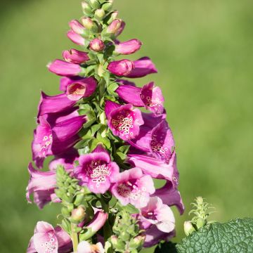 Rohtosormustinkukka Camelot Rose
