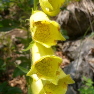 Sormustinkukka - Digitalis ciliata