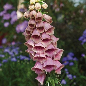 Sormustinkukka - Digitalis x mertonensis