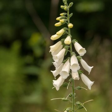 Rohtosormustinkukka Alba