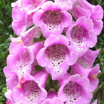 Sormustinkukka - Digitalis purpurea subsp. nevadensis