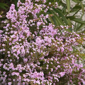 Diosma hirsuta Pink Diamond