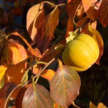 Kaki - Diospyros kaki