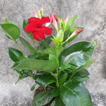 Maljaköynnös Diamantina Jade XXL Red