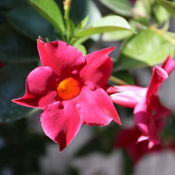 Maljaköynnös Fuchsia intense