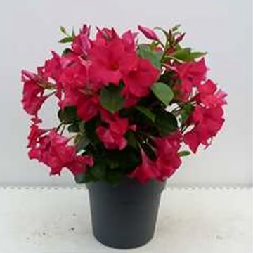 Maljaköynnös Fuchsia intense