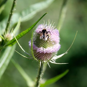 Laidunkarstaohdake - Dipsacus fullonum