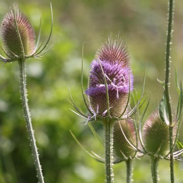 Laidunkarstaohdake (siemenet) - Dipsacus fullonum
