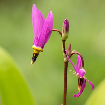 Vuorijumaltenkukka - Dodecatheon meadia