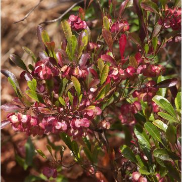 Humala-akea Purpurea