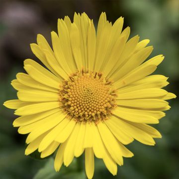 Suvivuohenjuuri - Doronicum pardalianches