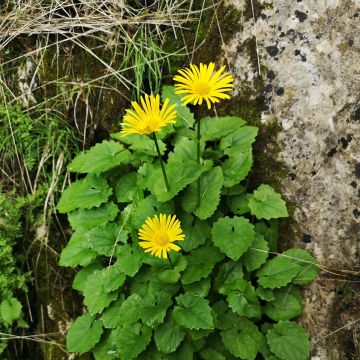 Isovuohenjuuri Excelsum