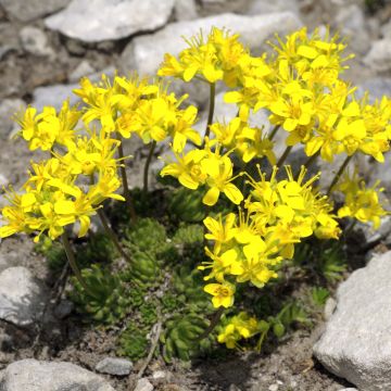 Neulakynsimö - Draba aizoides