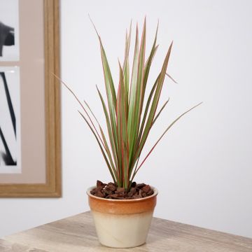 Sirotraakkipuu Bicolor