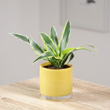 Tuoksutraakkipuu Lemon Surprise