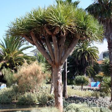 Kanariantraakkipuu - Dracaena draco