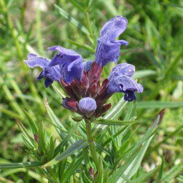 Isoampiaisyrtti - Dracocephalum ruyschiana