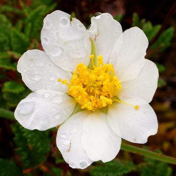 Keltalapinvuokko Grandiflora