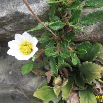 Keltalapinvuokko - Dryas x suendermannii