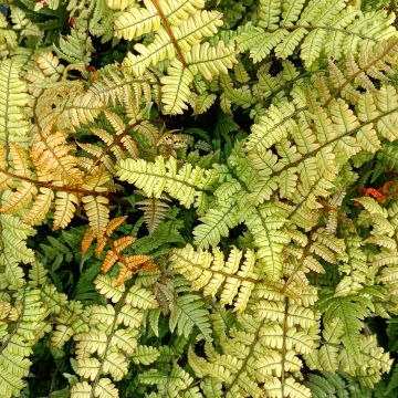 Alvejuure - Dryopteris lepidopoda