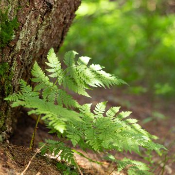 Metsäalvejuuri - Dryopteris carthusiana