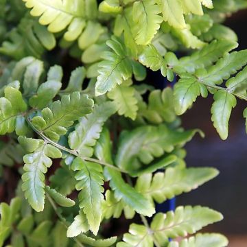 Alvejuure - Dryopteris championii
