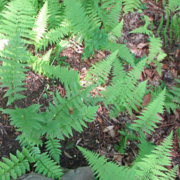 Alvejuure - Dryopteris clintoniana