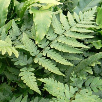 Alvejuure - Dryopteris coreano-montana