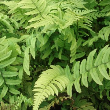 Alvejuure - Dryopteris cycadina