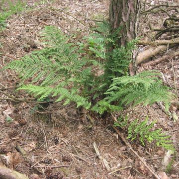 Etelänalvejuuri - Dryopteris dilatata