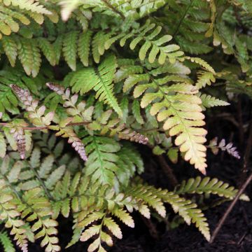 Ruska-alvejuuri Prolifica