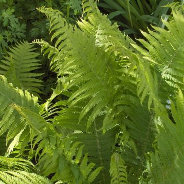 Kivikkoalvejuuri - Dryopteris filix-mas