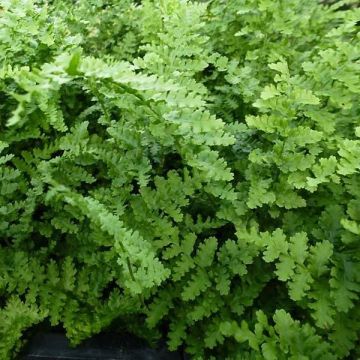 Kivikkoalvejuuri Barnesii