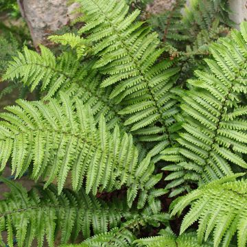 Alvejuure - Dryopteris kuratae