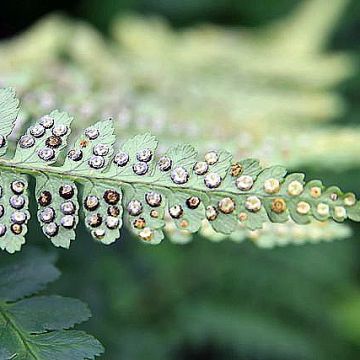 Alvejuure - Dryopteris ludoviciana