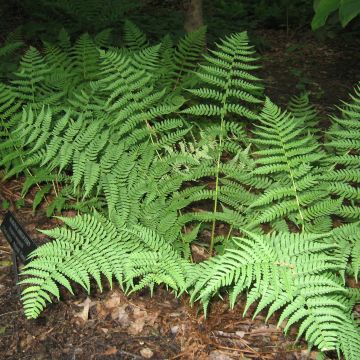 Alvejuure - Dryopteris marginalis